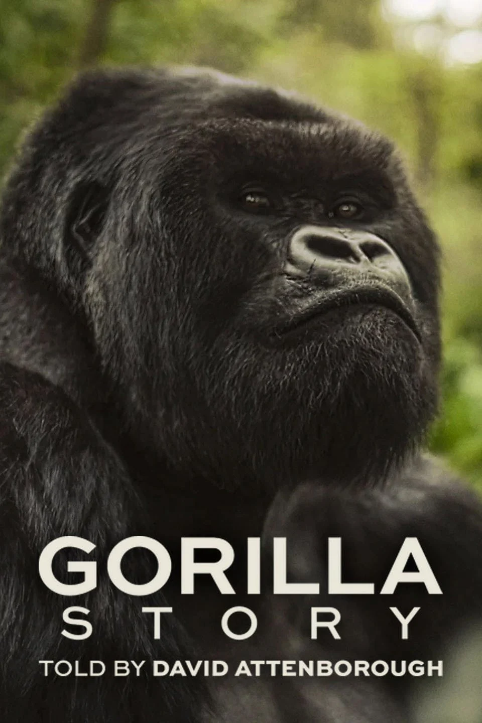 Hành Trình Của Khỉ Đột – Qua Giọng Kể David Attenborough - A Gorilla Story: Told by David Attenborough