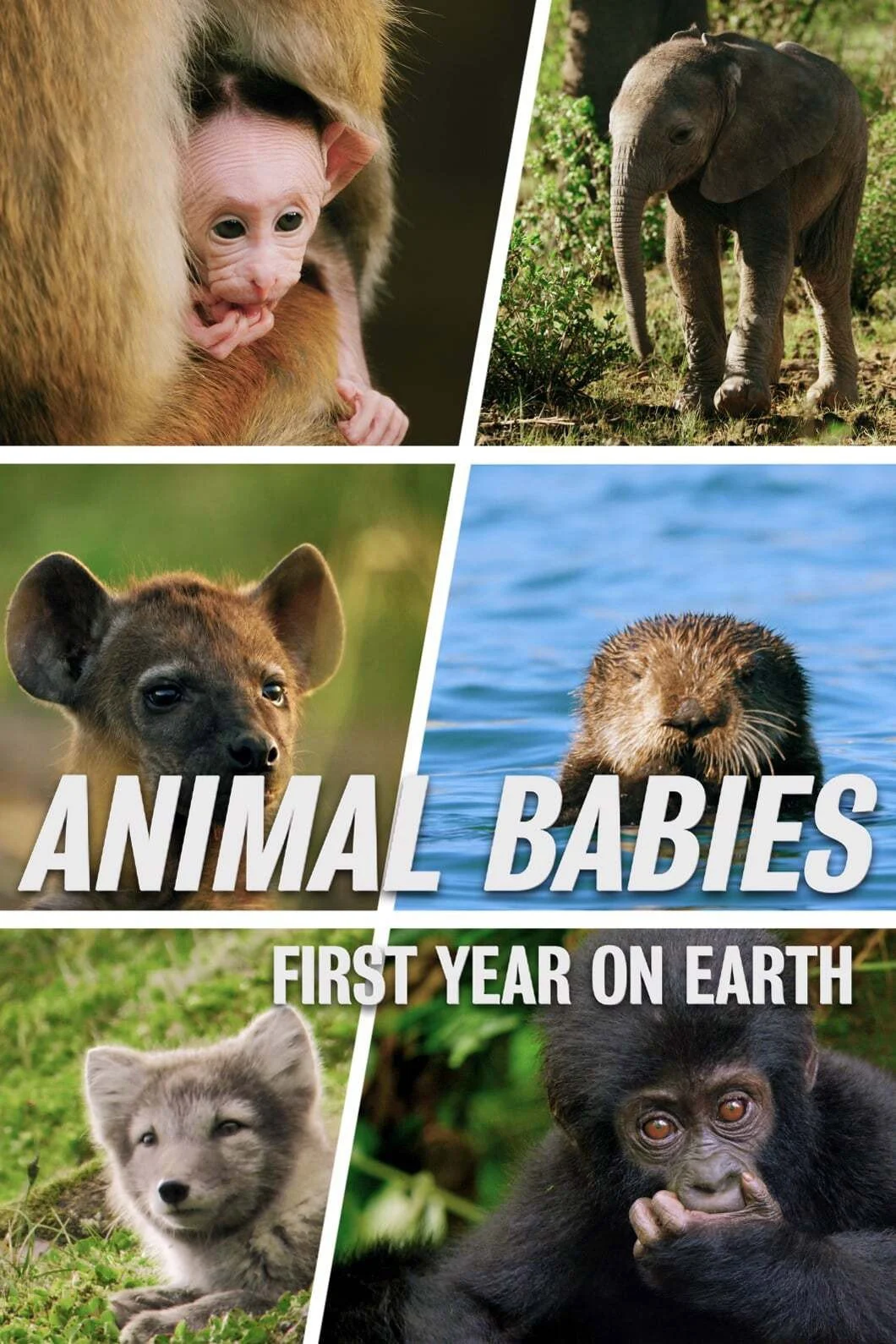Những Sinh Linh Non Nớt: Năm Đầu Tiên Trên Trái Đất - Animal Babies: First Year On Earth